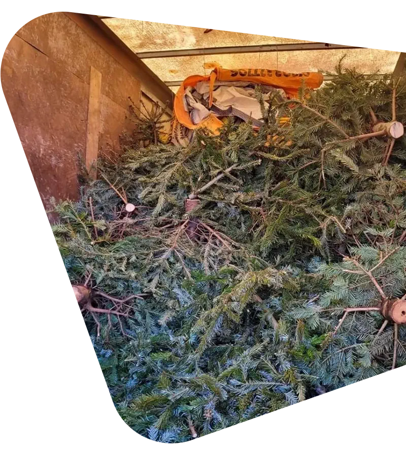 Christmas-Trees
